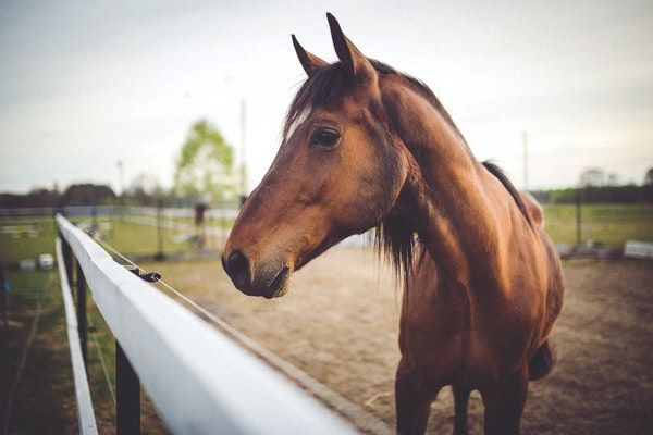 Dermite estivale du cheval : comment bien la soigner ?