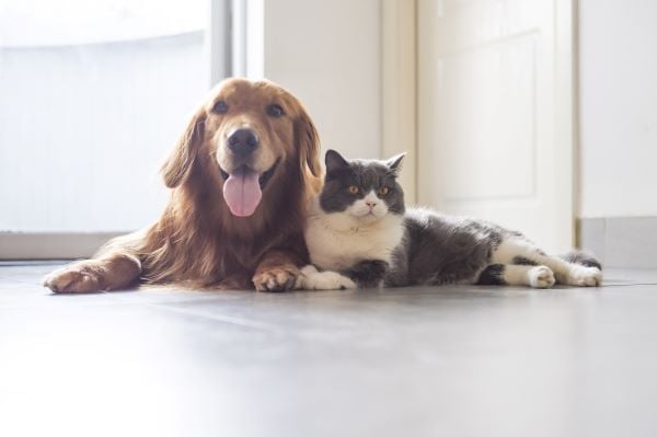 DIY : 5 idées anti puce maison pour l'habitat du chien et du chat