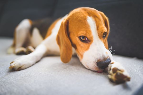Allergie alimentaire du chien : causes, symptômes et traitement