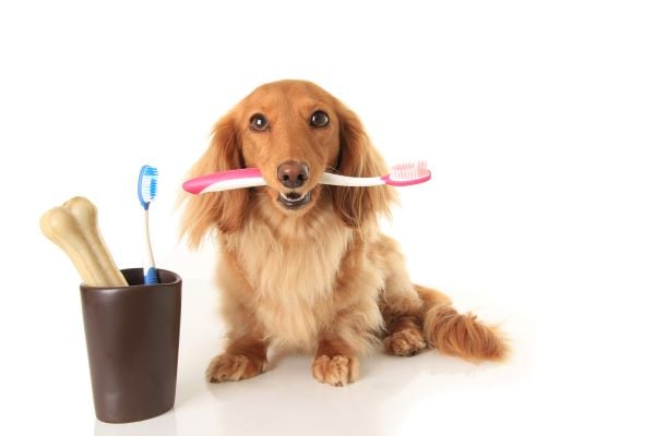 Hygiène de la dentition chez le chien : 6 bons gestes à savoir !