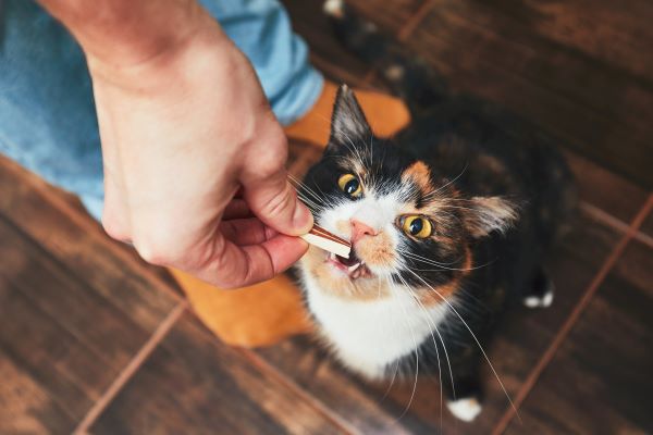DIY : 7 friandises pour chat maison faciles à faire !