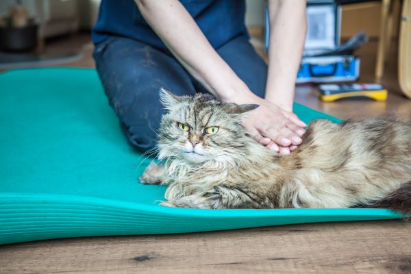 Comment soulager la crise d'arthrose chez le chat ? 6 Conseils