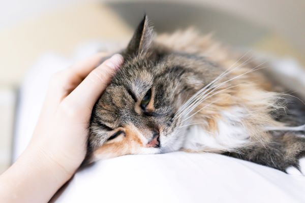 Arthrose chez le chat : Causes, Symptômes et Traitement