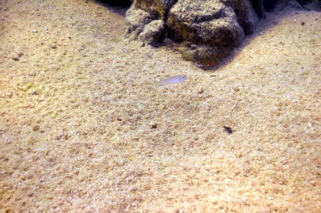 Quel sable pour un aquarium d'eau douce ?