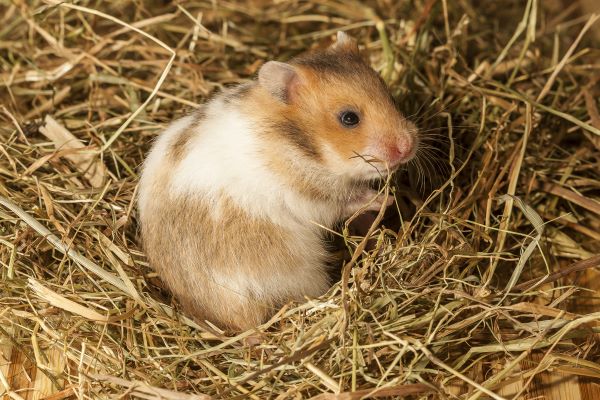 Le Hamster et son hibernation : 5 précautions à prendre !