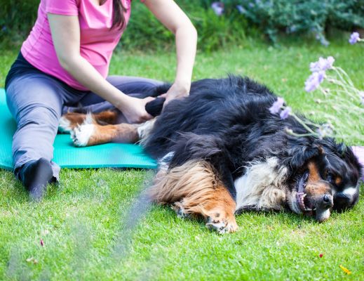 Dysplasie de la hanche chez le chien : causes, symptômes et traitement