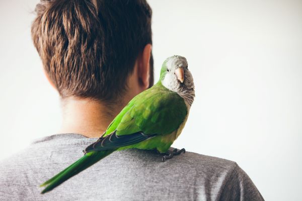 Adopter son oiseau domestique : 3 conseils pour bien l'accueillir
