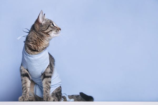 Stérilisation chez le Chat : Prendre soin de lui et le protéger !