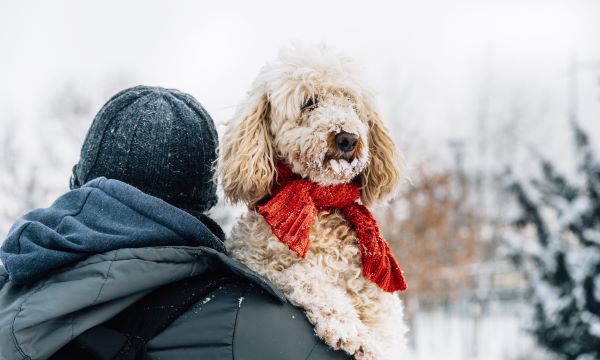 Que faire pour occuper son chien en hiver ? 6 conseils d'experts