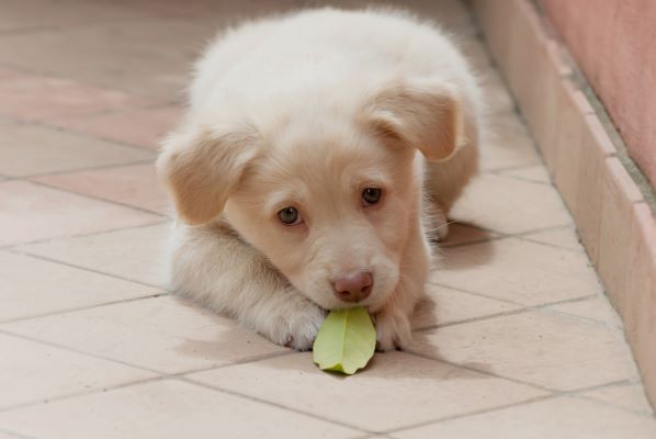 Maladie de pica chez le chien : Causes, symptômes et traitement