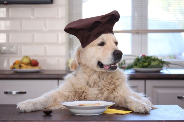 Soupe pour chien maison : 3 recettes saines et équilibrées