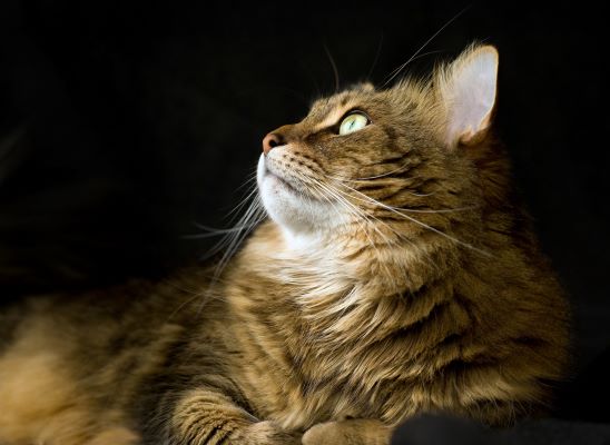 Arthrose chat et espérance de vie : 7 remèdes pour mieux vieillir