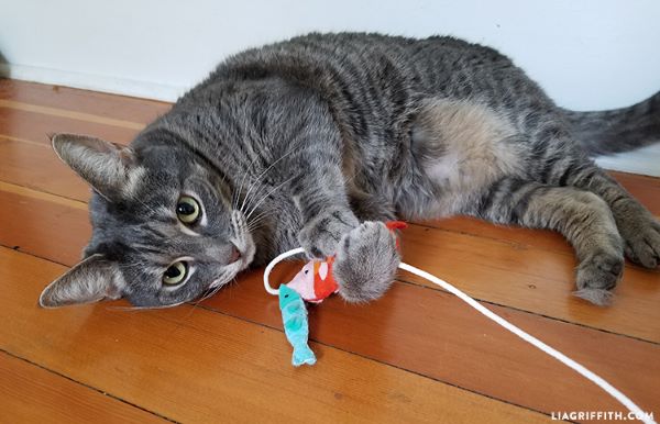 DIY : Jouet poisson pour chat fait maison en 6 étapes