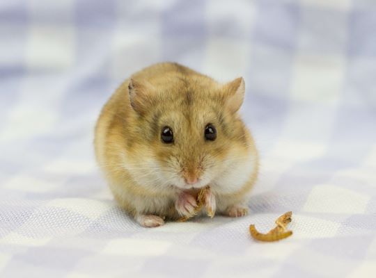 Hamster de Campbell : Tout Savoir sur lui !