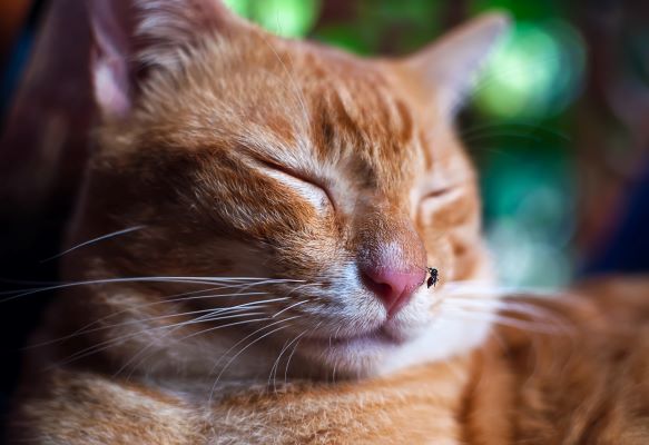 Leishmaniose du chat : Causes, Symptômes et Traitement