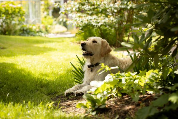 Piqûres d'insectes dans le jardin : 11 gestes pour protéger son chien