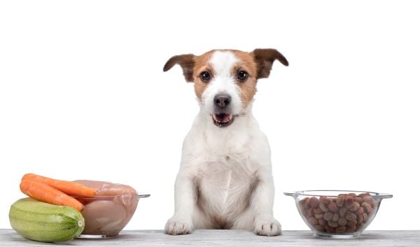 DIY Repas maison pour chien : 5 recettes froides