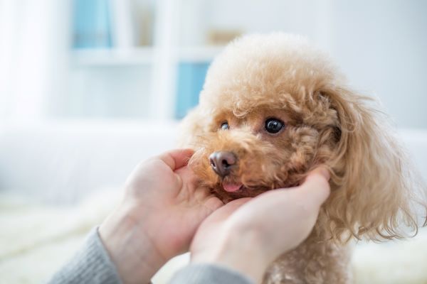 Maladie de Cushing chez le chien : Causes, Symptômes et Traitement