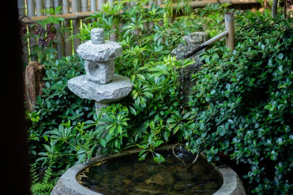 DIY : Créer un Petit Bassin de Jardin avec Poissons en 5 étapes