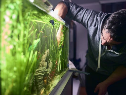 Eau Verte dans l’Aquarium : 7 Solutions essentielles pour l’éviter