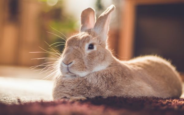 Pasteurellose du lapin : Causes, Symptômes et Traitement