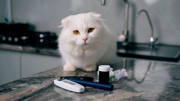 Diabète du chat : causes, symptômes et traitements