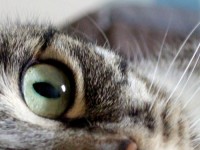 Comportement du chat : Comment détecter les troubles ?