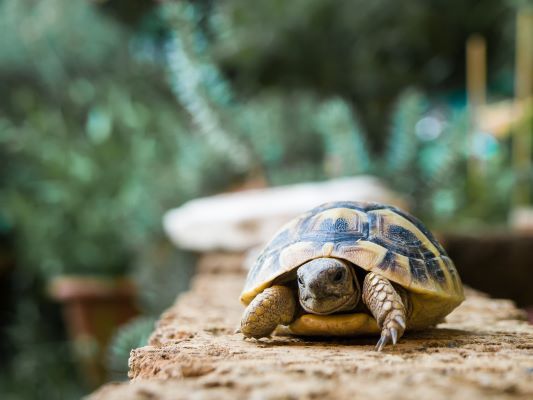 Hibernation de ma tortue : Comment bien s’y préparer ?