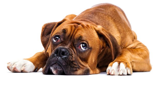 Pododermatite chez le chien : Causes, Symptômes et Traitement