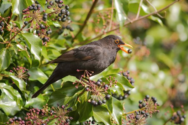 DIY Oiseaux de nos Jardins : 9 Plantes pour bien les nourrir