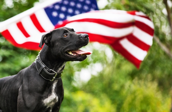 ACTU 15 Races de chiens américains : le Best Of in the USA !