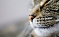 Des scientifiques percent le mystère du pelage des chats