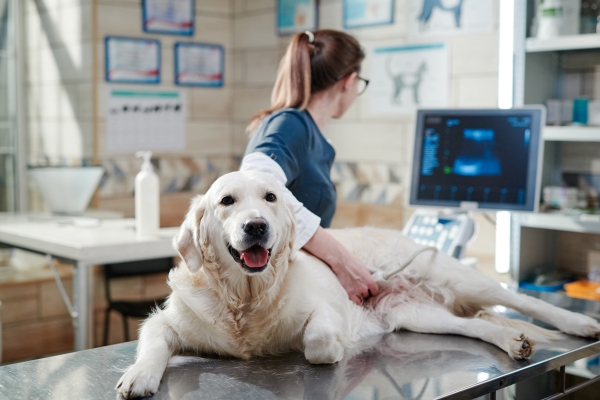 Pancréatite du chien : Causes, Symptômes et Traitement