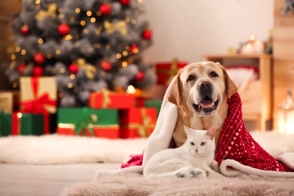 DIY : 6 Jeux de chien et chat à tester en famille pour Noël !