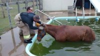 Tombé dans une piscine, ce cheval est sauvé par des pompiers