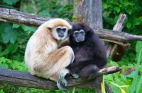 Les gibbons en voie d'extinction à cause de l'huile de palme