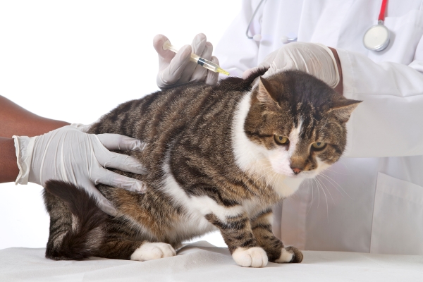 Leucose du Chat : Causes, Symptômes et Traitement