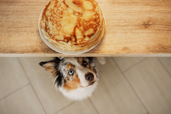 DIY Recette Friandise pour Chien : des Crêpes Dog Friendly !