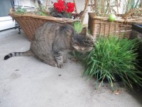 A quoi sert l'herbe à chat ?