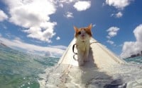 Découvrez l'adorable chat Kuli, borgne et surfeur
