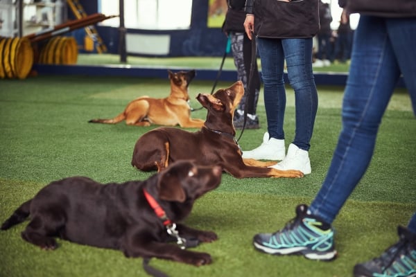 Comment éduquer son Chien ? 9 Exercices d’entraînement canin