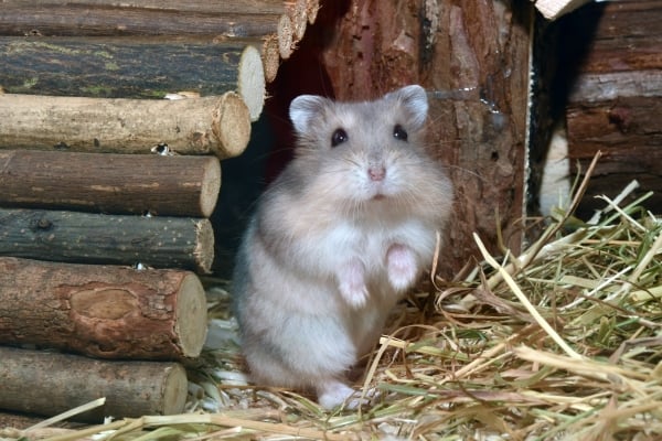 Hamster Robovoski : Tout Savoir sur lui !