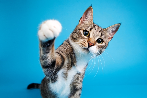 Taurine chez le Chat : 5 Bienfaits essentiels à sa Santé !