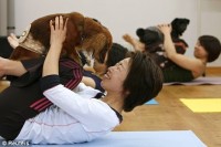 Un cours de yoga canin rassemble 270 chiens