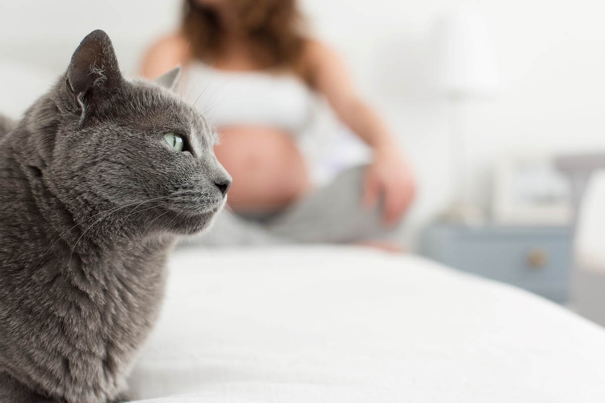 Toxoplasmose et griffure de chat : Causes, Symptômes et Traitement