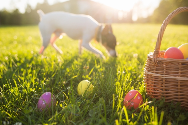 DIY Chasse aux Œufs et à l'os : Fêter Pâques avec son Chien !
