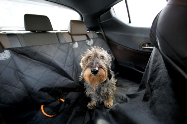 Comment enlever des poils de chien dans une voiture ? 11 Astuces