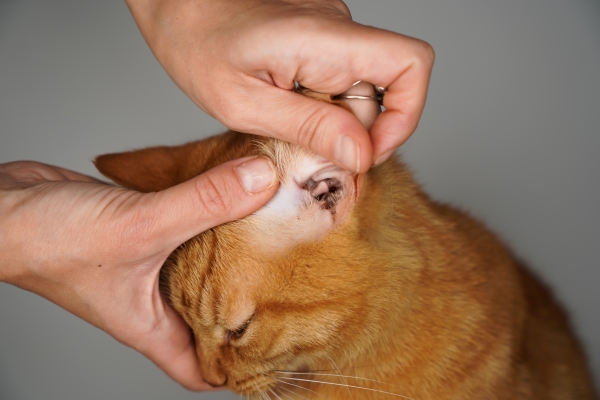 Gale des oreilles chez le Chat : Causes, Symptômes et Traitement