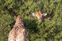 Cette photo de girafe au très long cou a bluffé les internautes