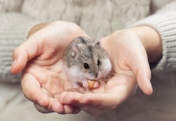Comment nourrir un hamster ? 6 Bonnes Pratiques